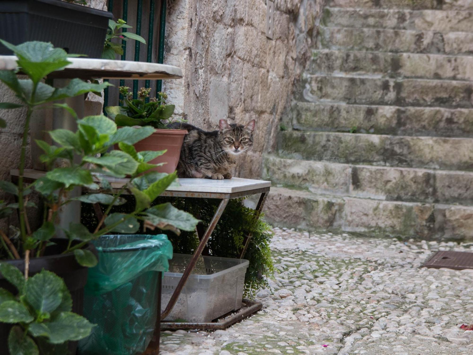 Belissima Ella Apartment Dubrovnik Exterior foto